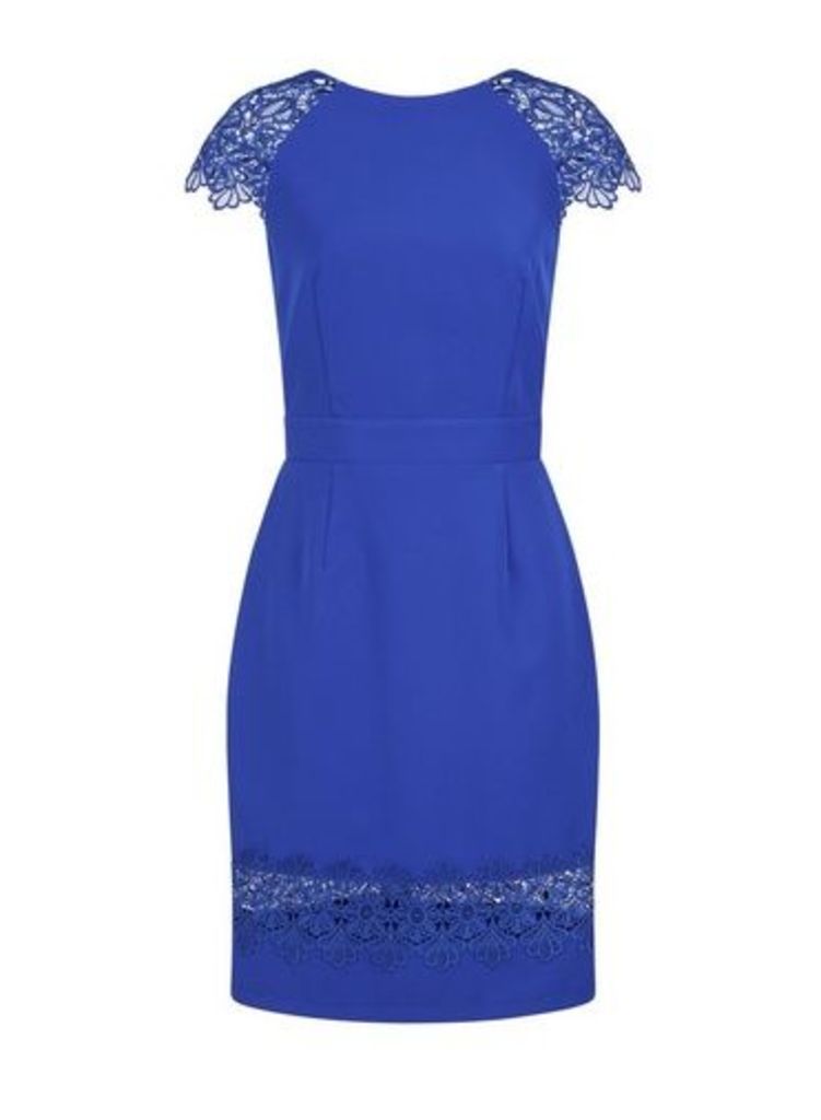 Womens Paper Dolls Cobalt Lace Bodycon Dress - Blue, Blue